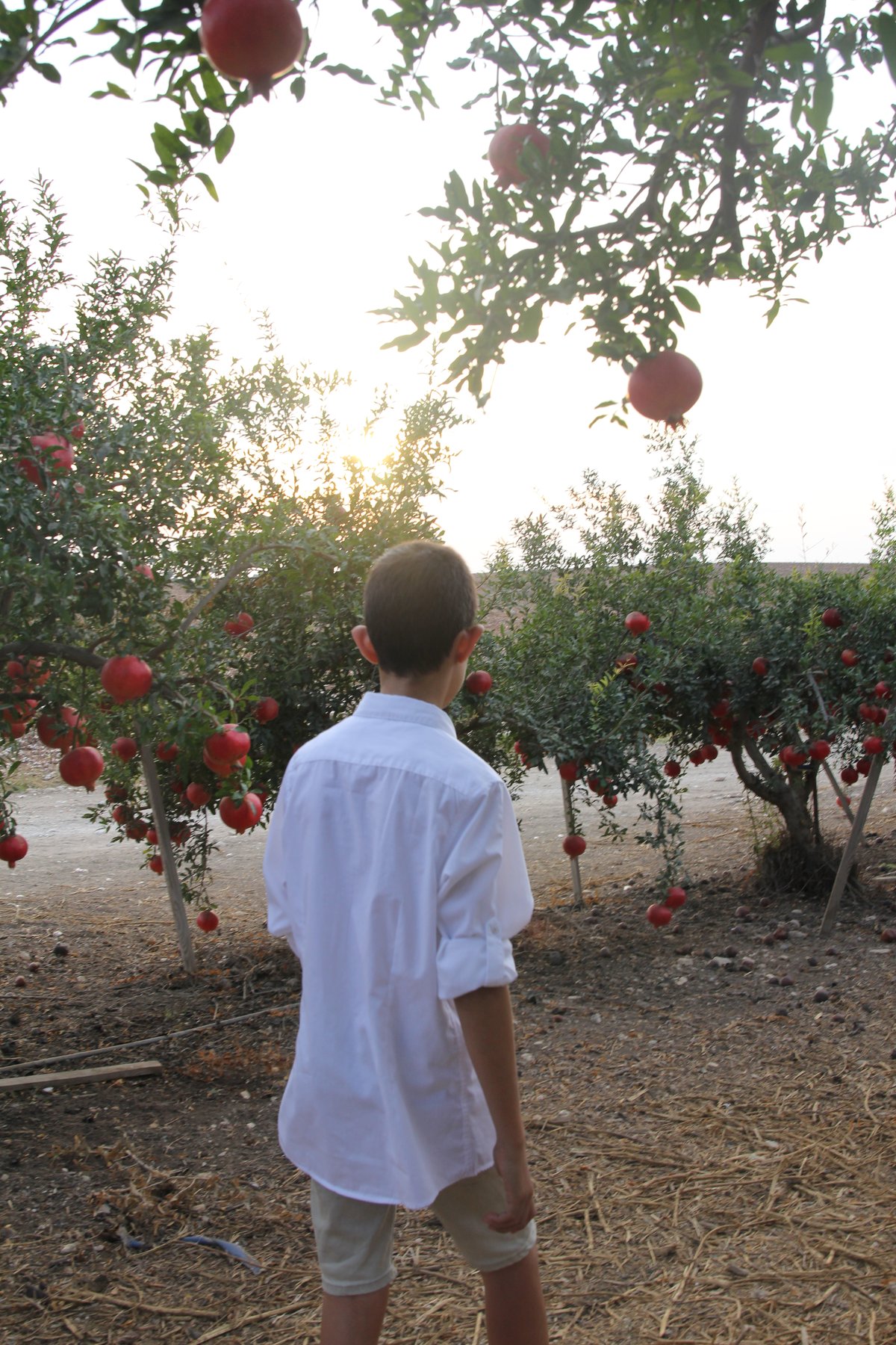 אור אחורי — דמות בחולצה לבנה הולכת אל תוך השמש הנמוכה בפרדס